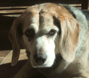 Rest in peace, sweet girlie. We love you.