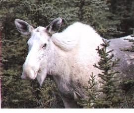 albino-moose-b